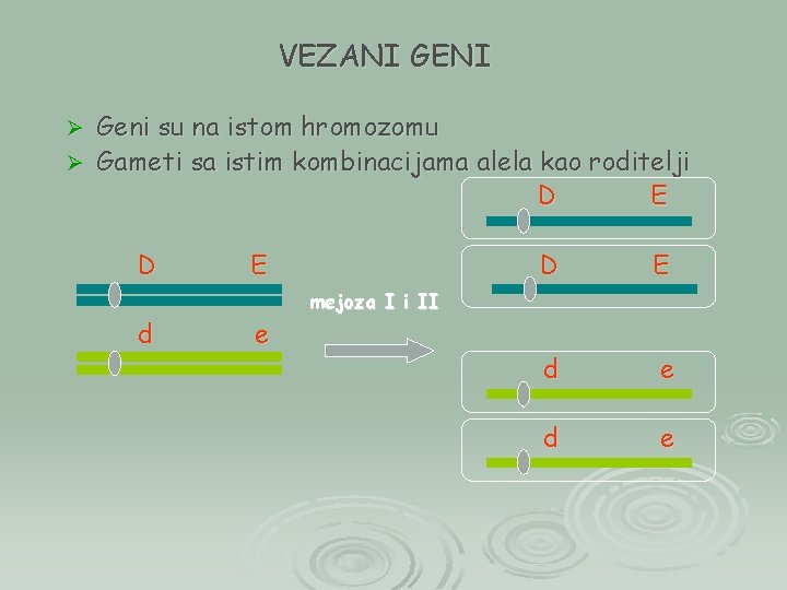 VEZANI GENI Geni su na istom hromozomu Ø Gameti sa istim kombinacijama alela kao