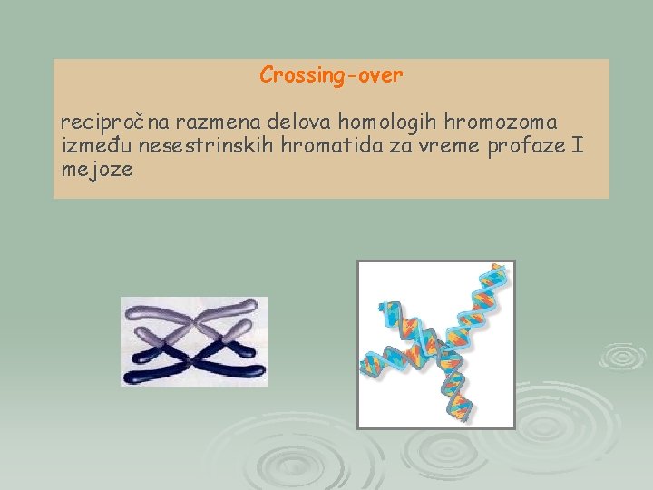 Crossing-over recipročna razmena delova homologih hromozoma između nesestrinskih hromatida za vreme profaze I mejoze