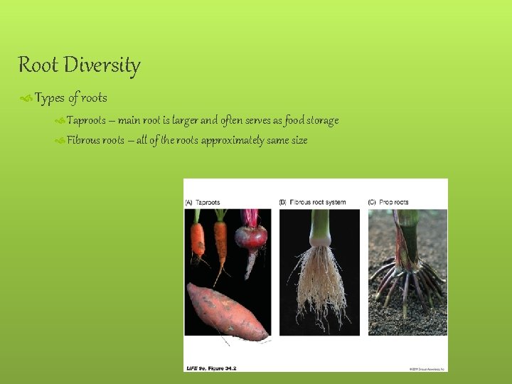 Root Diversity Types of roots Taproots – main root is larger and often serves