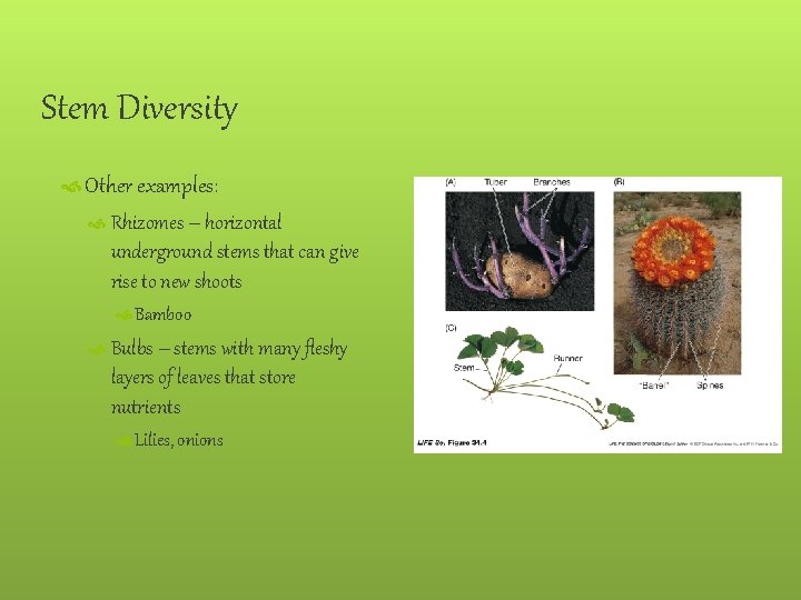 Stem Diversity Other examples: Rhizomes – horizontal underground stems that can give rise to