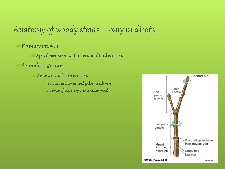 Anatomy of woody stems – only in dicots Primary growth Apical meristem within termnial