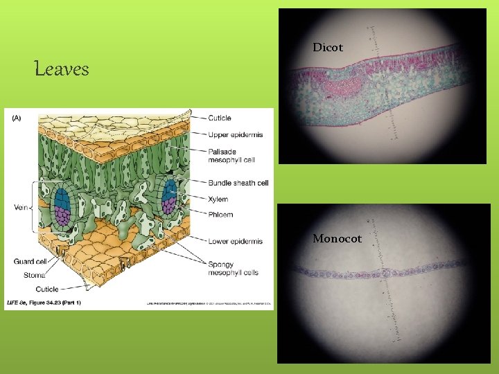 Dicot Leaves Monocot 