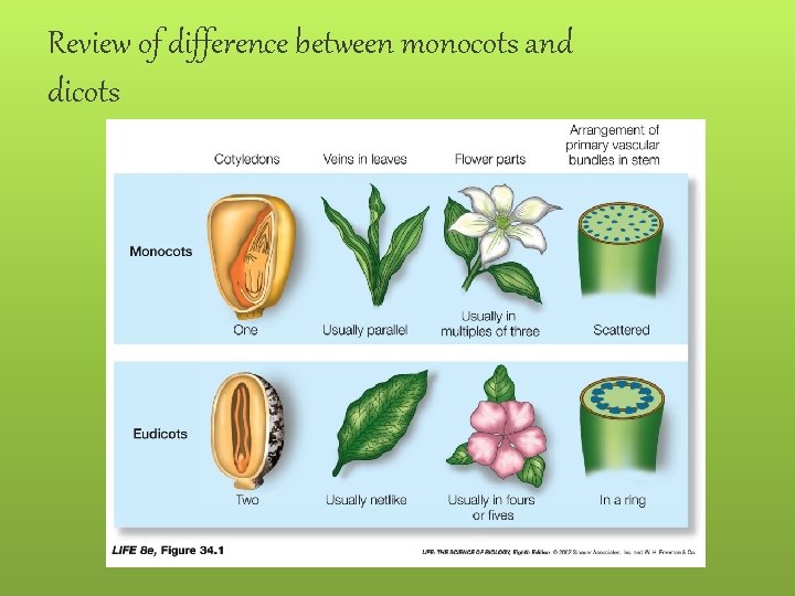 Review of difference between monocots and dicots 