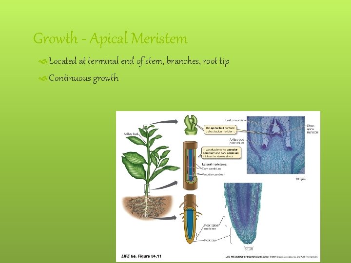 Growth - Apical Meristem Located at terminal end of stem, branches, root tip Continuous