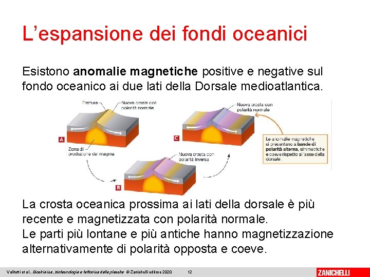 L’espansione dei fondi oceanici Esistono anomalie magnetiche positive e negative sul fondo oceanico ai