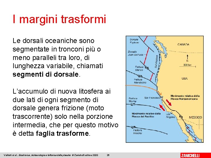 I margini trasformi Le dorsali oceaniche sono segmentate in tronconi più o meno paralleli