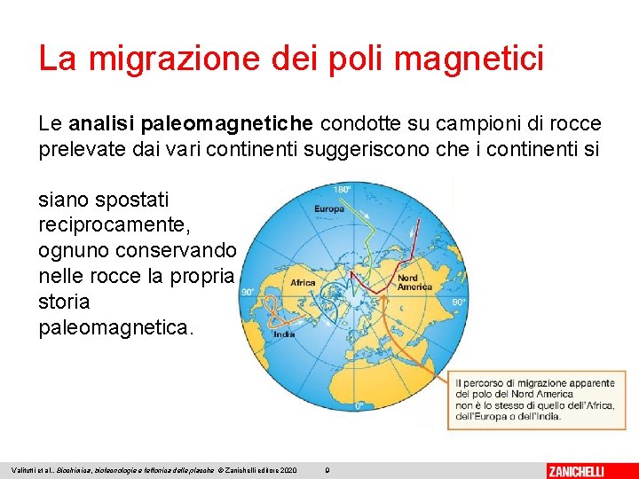 La migrazione dei poli magnetici Le analisi paleomagnetiche condotte su campioni di rocce prelevate