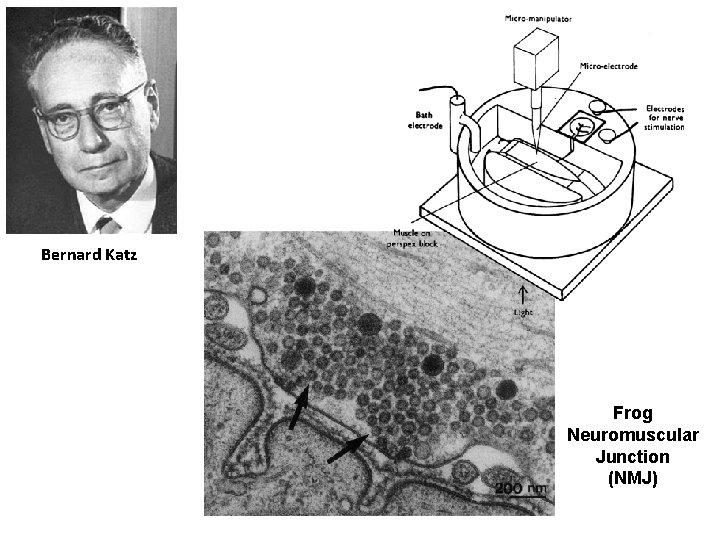 Bernard Katz Frog Neuromuscular Junction (NMJ) 