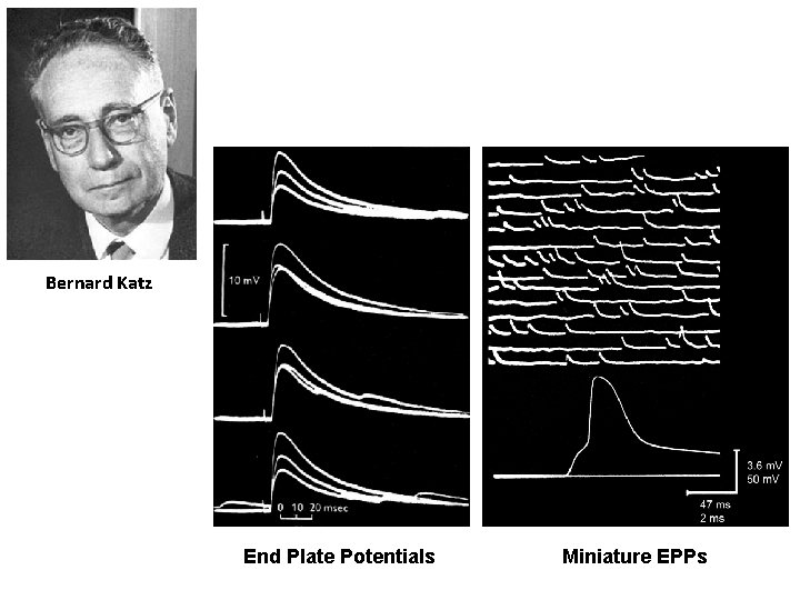 Bernard Katz End Plate Potentials Miniature EPPs 