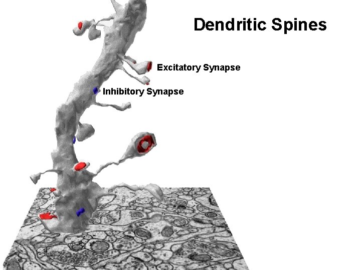 Dendritic Spines Excitatory Synapse Inhibitory Synapse 