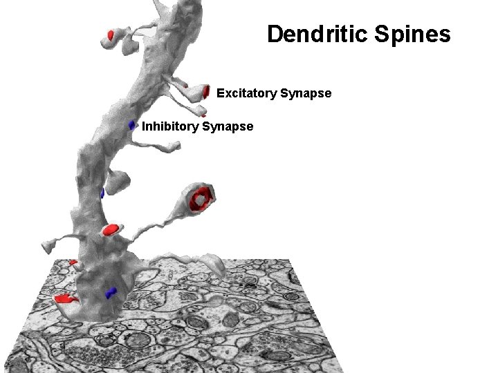 Dendritic Spines Excitatory Synapse Inhibitory Synapse 