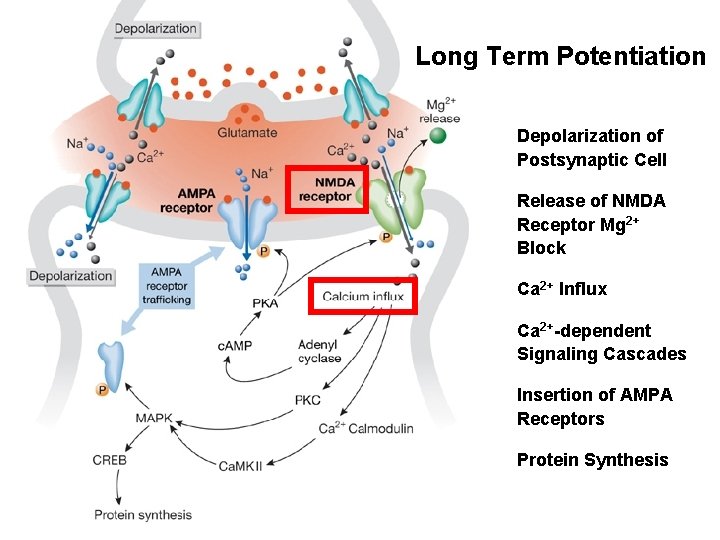 Long Term Potentiation Depolarization of Postsynaptic Cell Release of NMDA Receptor Mg 2+ Block