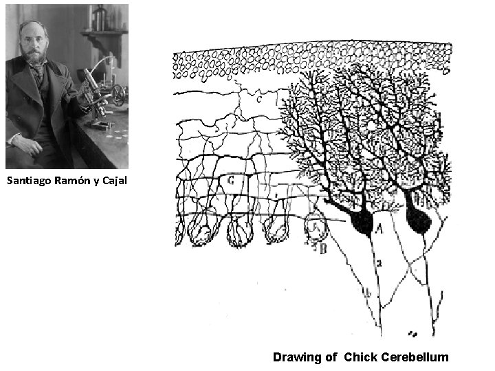Santiago Ramón y Cajal Drawing of Chick Cerebellum 