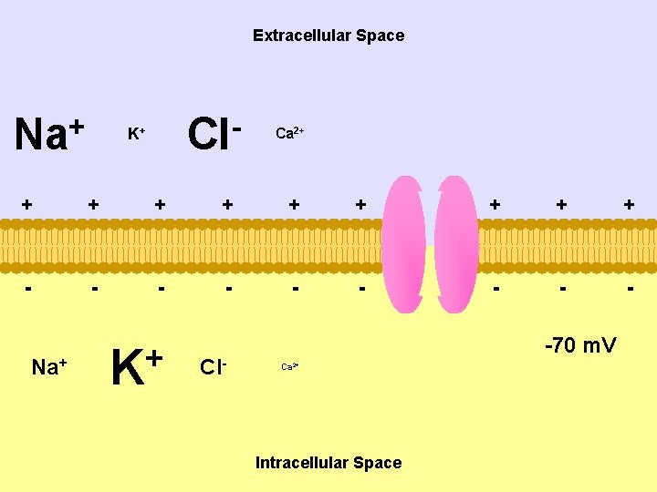 Extracellular Space + Na Cl K+ Ca 2+ + + - - - -