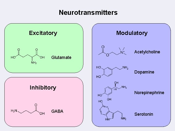 Neurotransmitters Excitatory Modulatory Acetylcholine Glutamate Dopamine Inhibitory GABA Norepinephrine Serotonin 