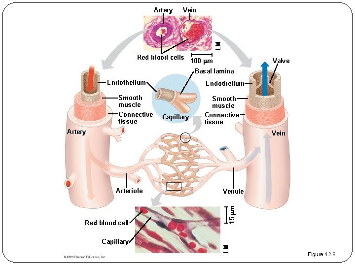 Vein LM Artery Red blood cells 100 m Valve Basal lamina Endothelium Smooth muscle