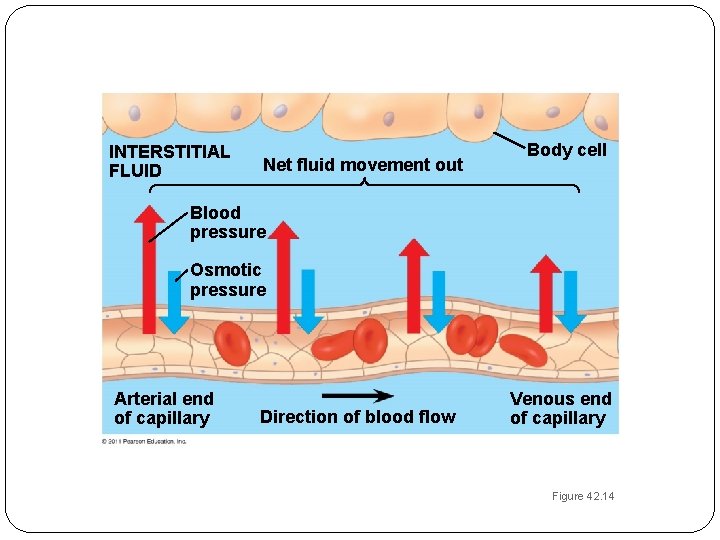 INTERSTITIAL FLUID Net fluid movement out Body cell Blood pressure Osmotic pressure Arterial end