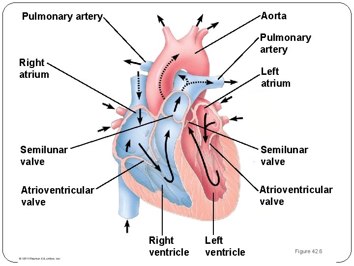 Aorta Pulmonary artery Right atrium Left atrium Semilunar valve Atrioventricular valve Right ventricle Left