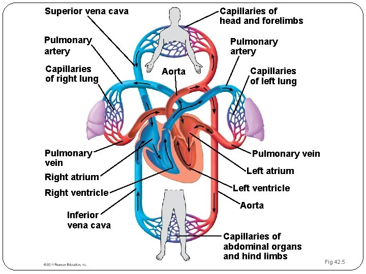 Superior vena cava Capillaries of head and forelimbs Pulmonary artery Capillaries of right lung