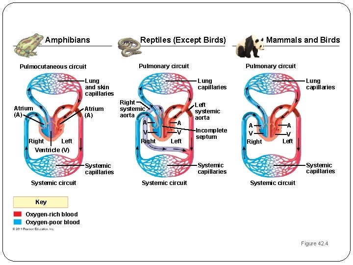 Amphibians Pulmocutaneous circuit Pulmonary circuit Lung and skin capillaries Atrium (A) Right Pulmonary circuit