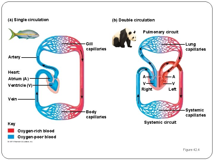 (a) Single circulation (b) Double circulation Pulmonary circuit Gill capillaries Lung capillaries Artery Heart: