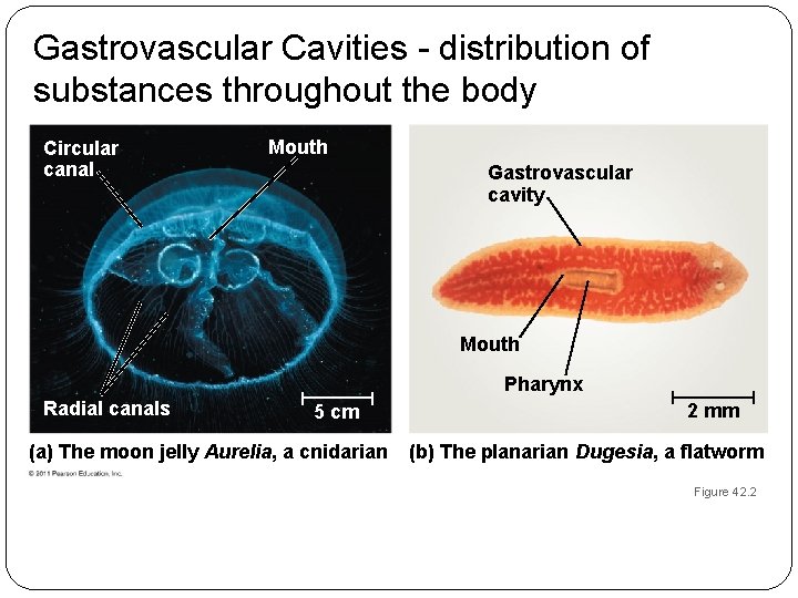 Gastrovascular Cavities - distribution of substances throughout the body Circular canal Mouth Gastrovascular cavity