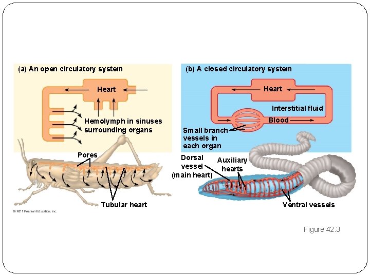 (a) An open circulatory system (b) A closed circulatory system Heart Interstitial fluid Hemolymph