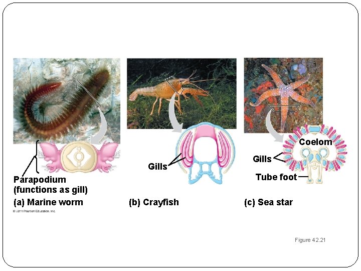 Coelom Gills Parapodium (functions as gill) (a) Marine worm Gills Tube foot (b) Crayfish