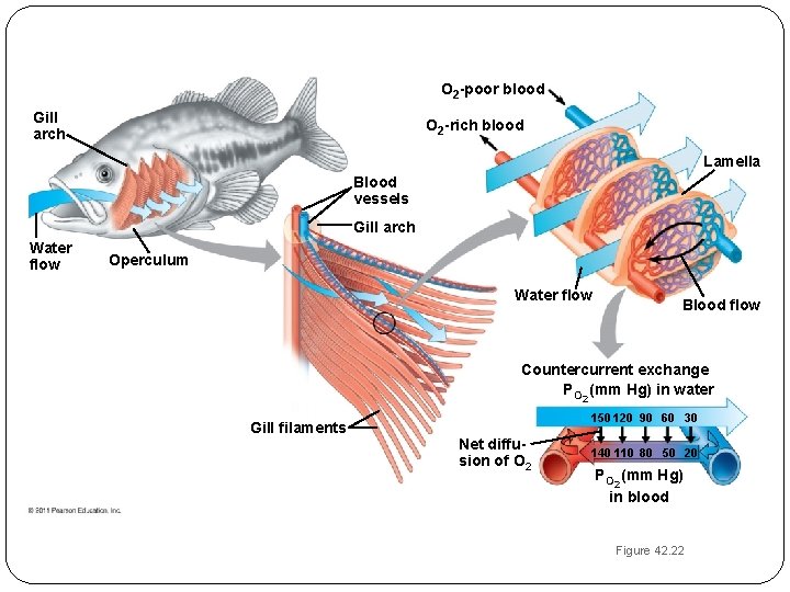 O 2 -poor blood Gill arch O 2 -rich blood Lamella Blood vessels Gill