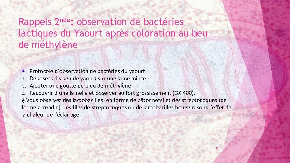 Rappels 2 nde: observation de bactéries lactiques du Yaourt après coloration au beu de