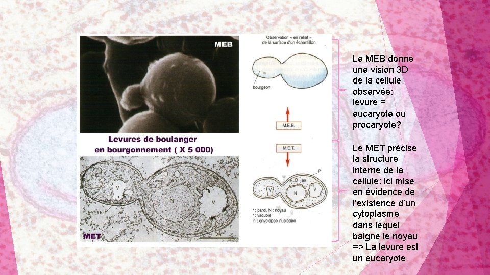 Le MEB donne une vision 3 D de la cellule observée: levure = eucaryote