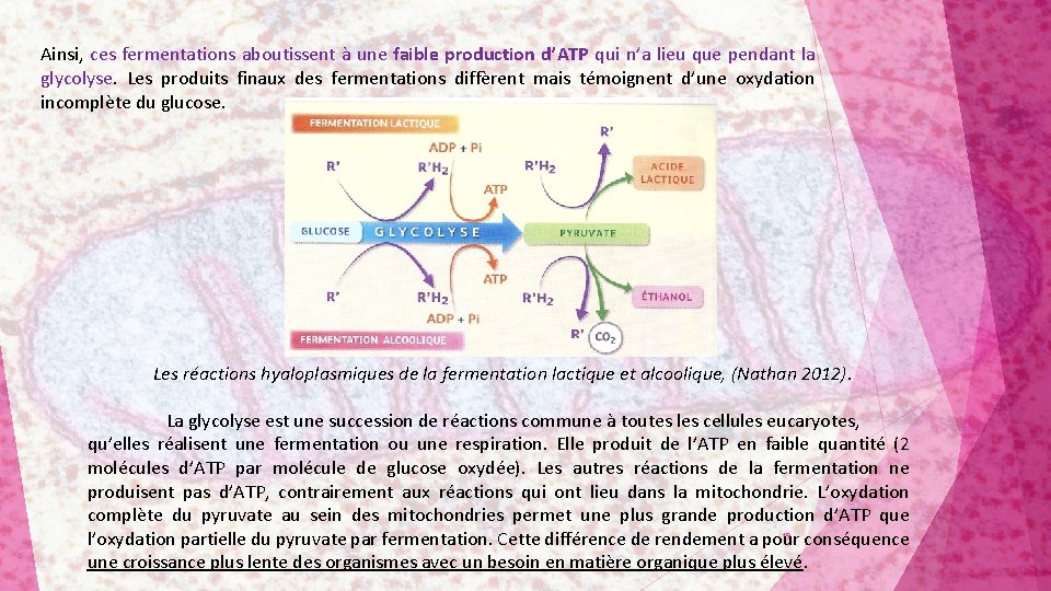 Ainsi, ces fermentations aboutissent à une faible production d’ATP qui n’a lieu que pendant