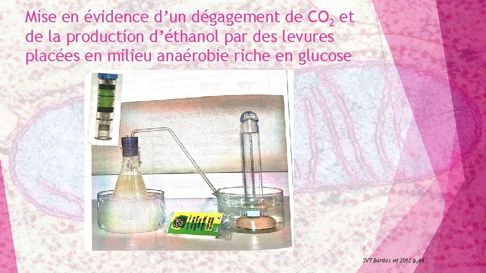 Mise en évidence d’un dégagement de CO 2 et de la production d’éthanol par