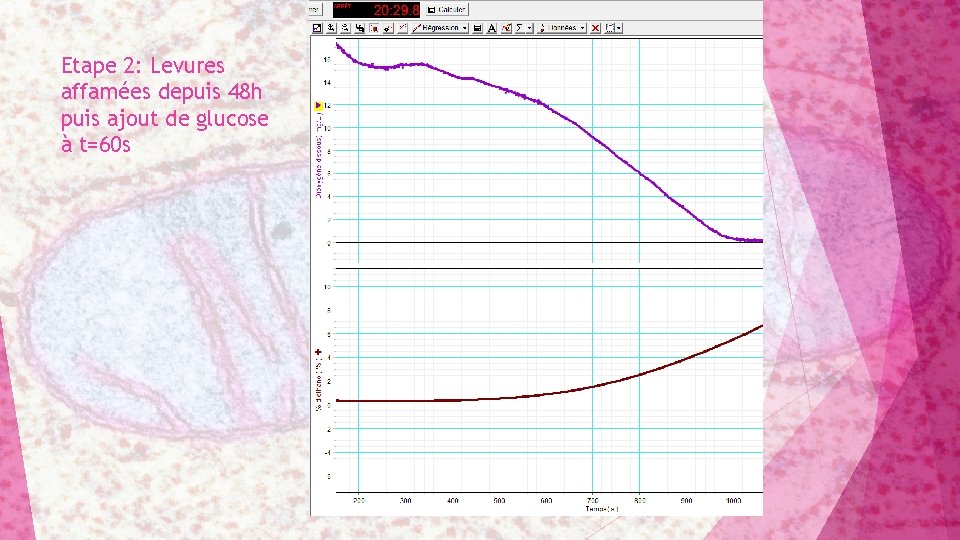 Etape 2: Levures affamées depuis 48 h puis ajout de glucose à t=60 s