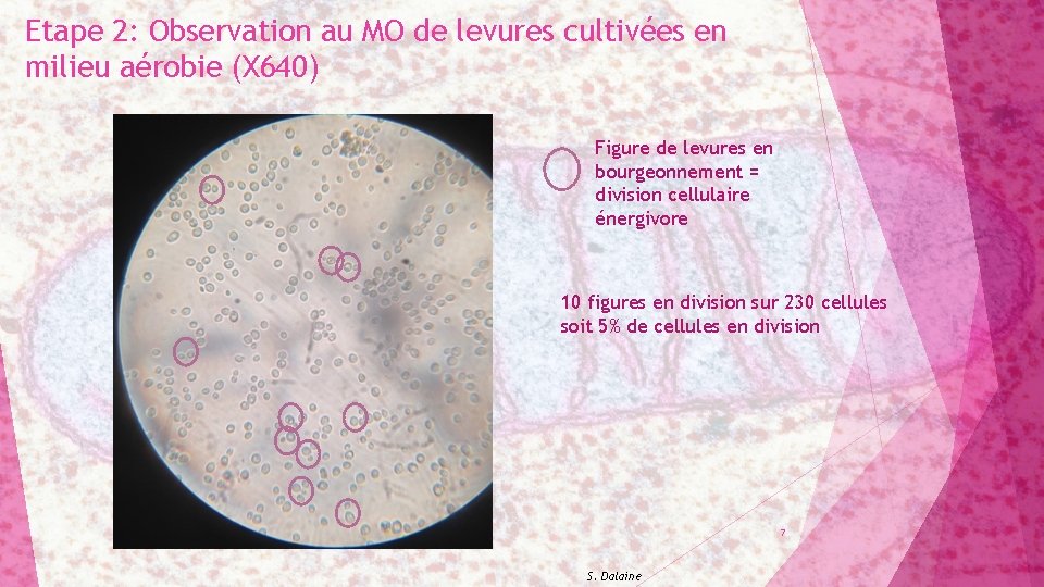 Etape 2: Observation au MO de levures cultivées en milieu aérobie (X 640) Figure
