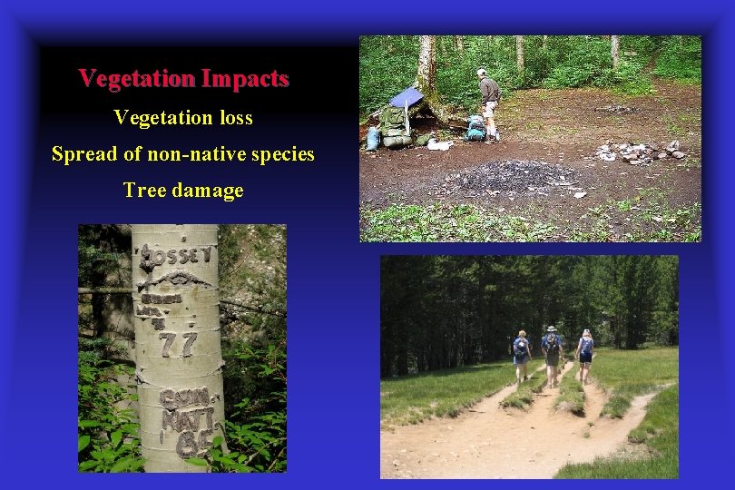 Vegetation Impacts Vegetation loss Spread of non-native species Tree damage 