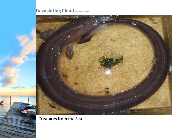 Devastating Flood ………… Creatures from the Sea 
