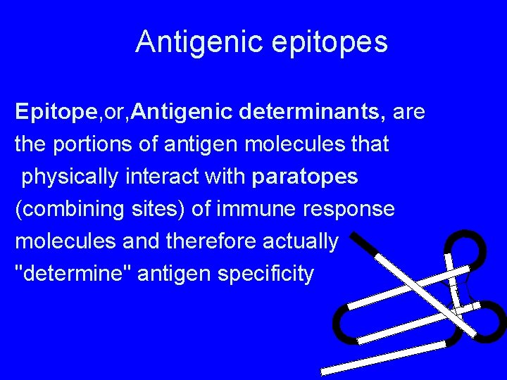 Antigenic epitopes Epitope, or, Antigenic determinants, are the portions of antigen molecules that physically