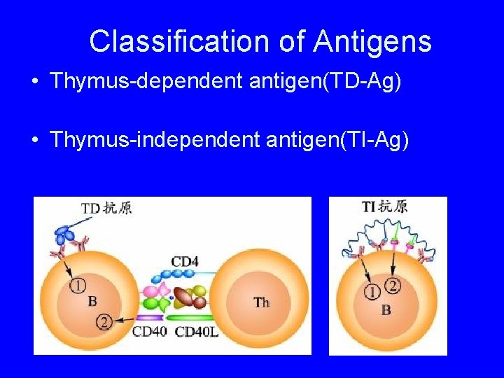 Classification of Antigens • Thymus-dependent antigen(TD-Ag) • Thymus-independent antigen(TI-Ag) 