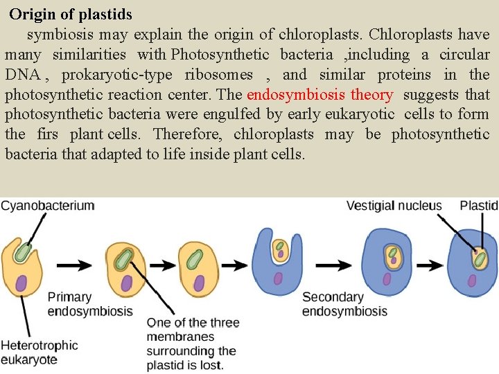  Origin of plastids symbiosis may explain the origin of chloroplasts. Chloroplasts have many