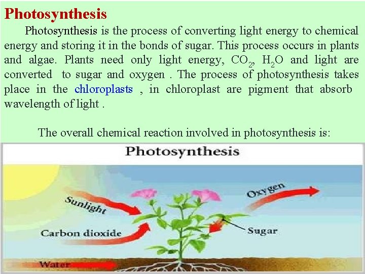 Photosynthesis is the process of converting light energy to chemical energy and storing it