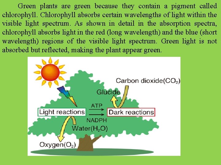  Green plants are green because they contain a pigment called chlorophyll. Chlorophyll absorbs