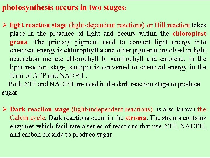 photosynthesis occurs in two stages: Ø light reaction stage (light-dependent reactions) or Hill reaction