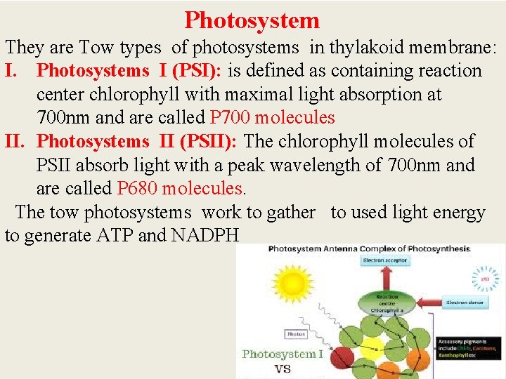 Photosystem They are Tow types of photosystems in thylakoid membrane: I. Photosystems I (PSI):