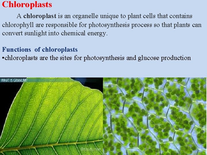 Chloroplasts A chloroplast is an organelle unique to plant cells that contains chlorophyll are