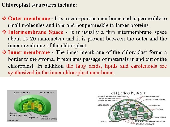 Chloroplast structures include: v Outer membrane - It is a semi-porous membrane and is