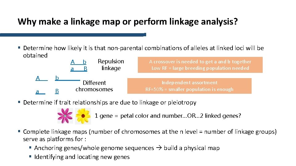 Why make a linkage map or perform linkage analysis? § Determine how likely it