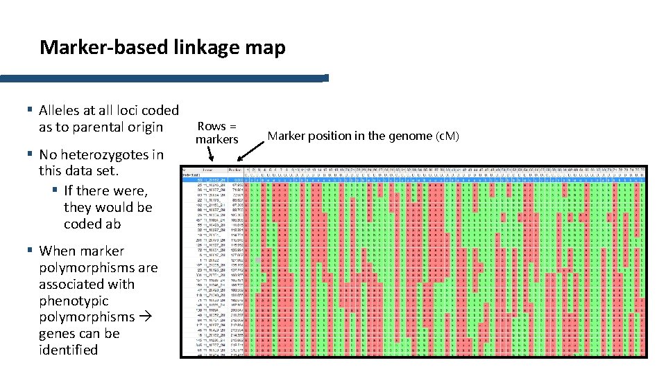 Marker-based linkage map § Alleles at all loci coded as to parental origin § Marker-based linkage map § Alleles at all loci coded as to parental origin §