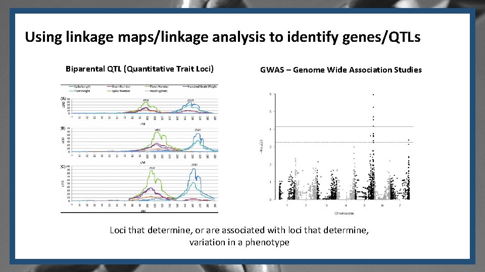 Using linkage maps/linkage analysis to identify genes/QTLs Biparental QTL (Quantitative Trait Loci) GWAS –