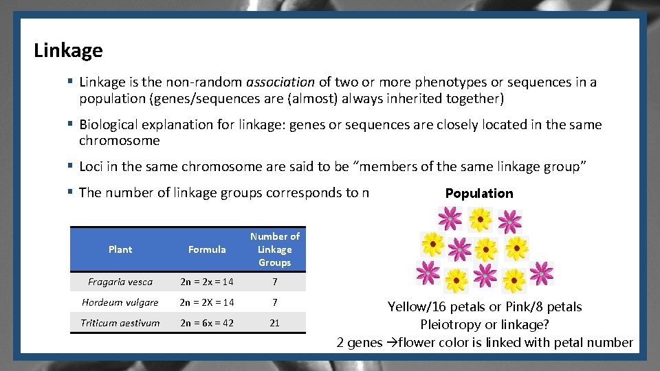 Linkage § Linkage is the non-random association of two or more phenotypes or sequences